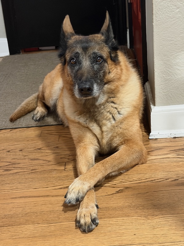 Picture of Molly